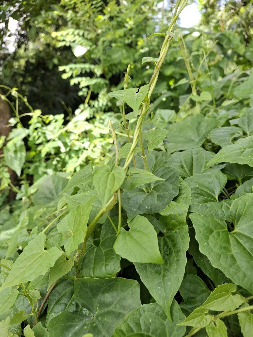 রিফুজি লতা প্রস্রাবের ইনফেকশন রোধ এবং প্রস্রাবের জ্বালাপোড়া কমাতে খুবি কার্যকরী  ভেষজ উদ্ভিদ।