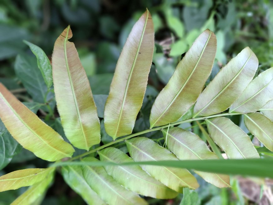 আলসার, জ্বর, চর্মরোগ,এবং পেটে ব্যথার চিকিৎসার সমাধান ভেষজ উদ্ভিদ ঢেঁকি শাঁক।