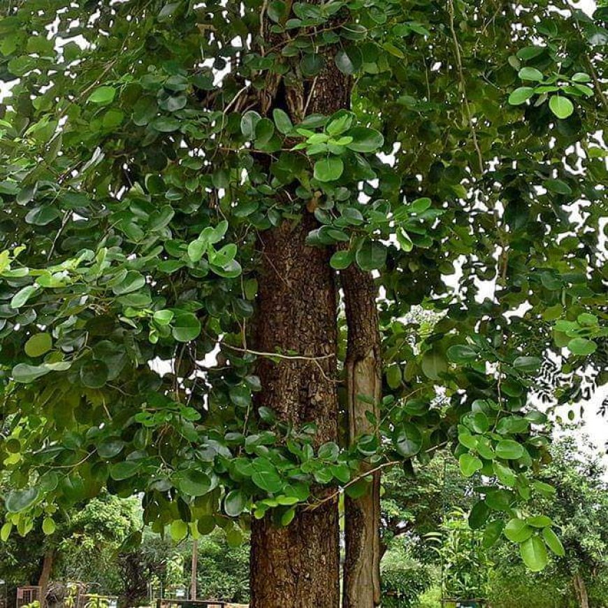 ব্রণ এবং পিম্পলগুলি হ্রাস করতে সহায়তা করে   লাল চন্দন।