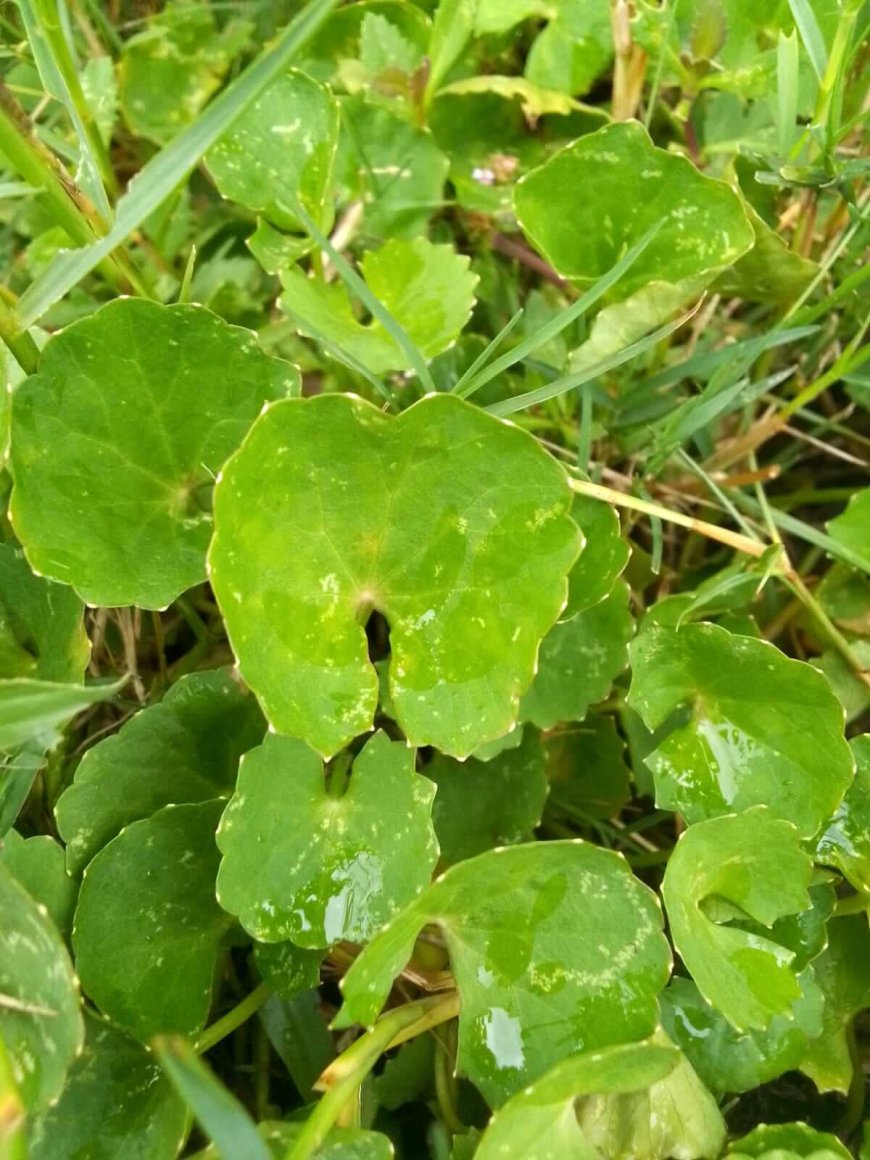 ত্বকের ক্ষত সারাতে সাহায্য করে ভেষজ উদ্ভিদ