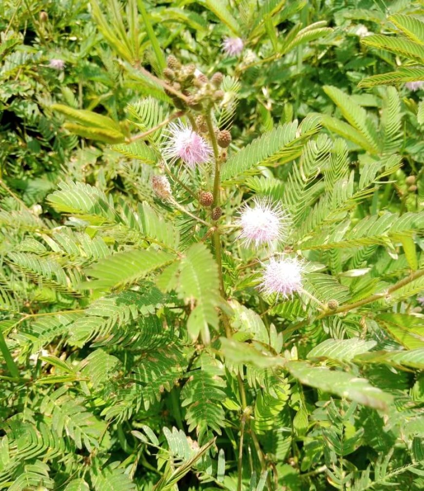 লজ্জাবতী এক অষ্টধাতু মিলে যায় নারীর বহুরূপ।