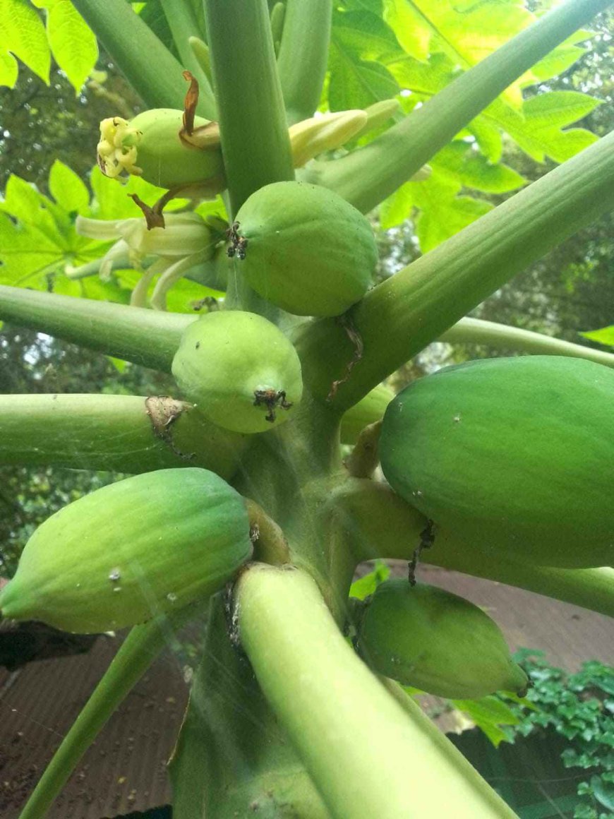 গর্ভবতী নারীর স্বাস্থ্যের জন্য ক্ষতি কর এই ফল