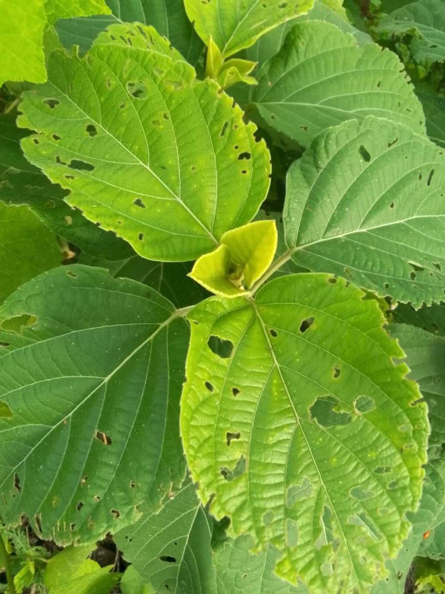 কৃমি, চুলকানি, কোলেস্টেরল, ব্লাড সুগার এবং উদরাময় প্রভৃতি রোগ গুলো নিরাময়ে সাহায্য করে থাকে এই ভাঁট গাছ।