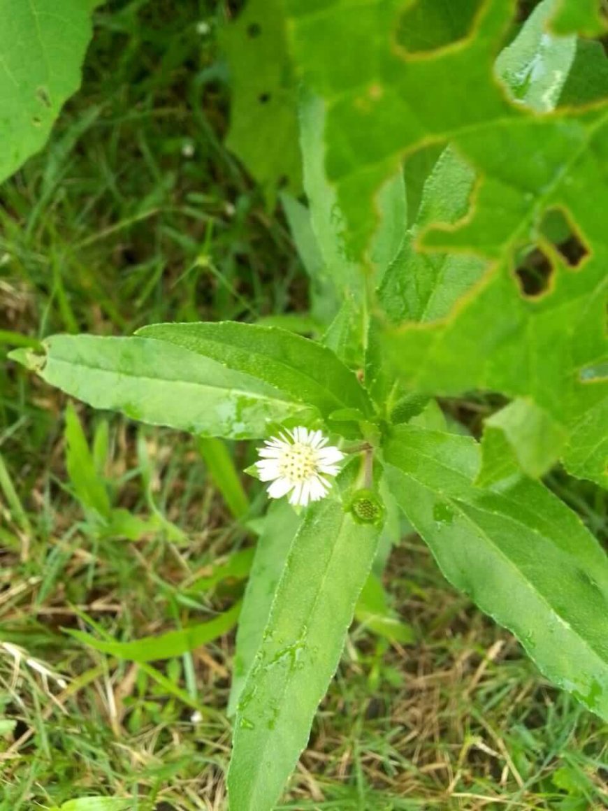 সূর্যোদয়ের পর অনেকের মাথায় যন্ত্রণা হয়